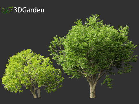Tilia tomentosa - Silver linden Model 3D