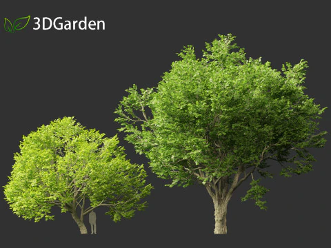 Tilia tomentosa - Silver linden 3D Model