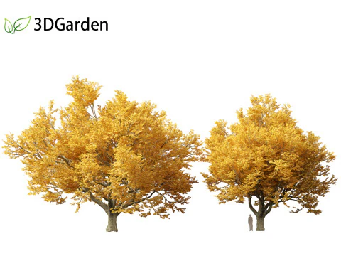 Tilia tomentosa - Silver linden 3D Model