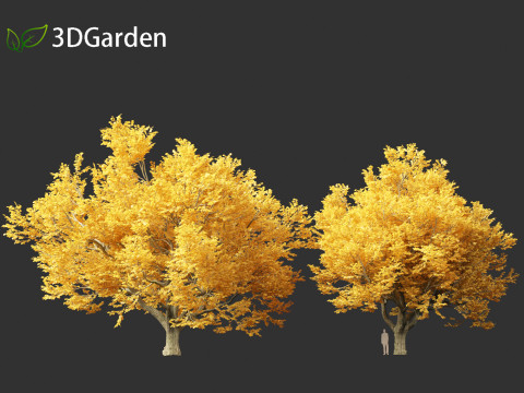 Tilia tomentosa - Silver linden Model 3D