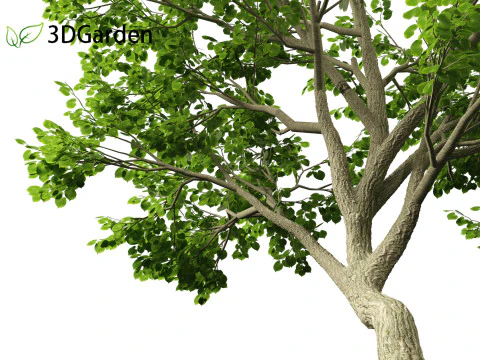 Tilia tomentosa - Silver linden 3D Model