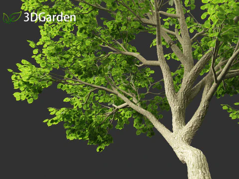 Tilia tomentosa - Silver linden 3D Model