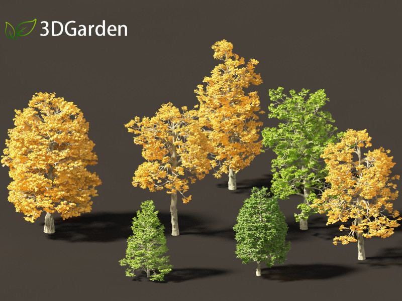 Tilia cordata - littleleaf linden 3D Model .c4d .max .obj .3ds .fbx .stl .blend 