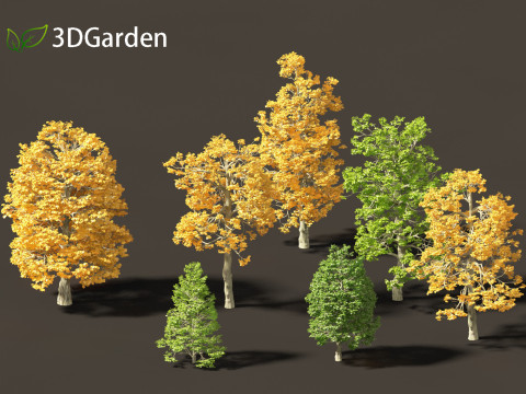Tilia cordata - littleleaf linden 3D Model