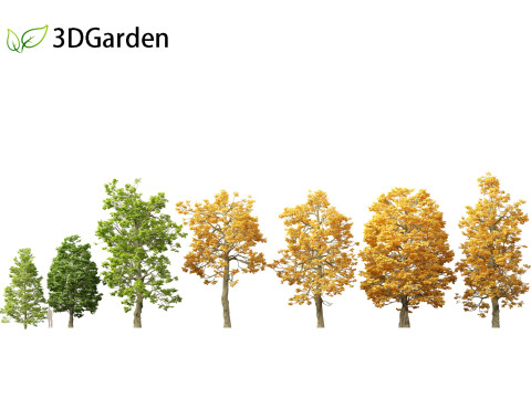 Tilia cordata - littleleaf linden 3D Model
