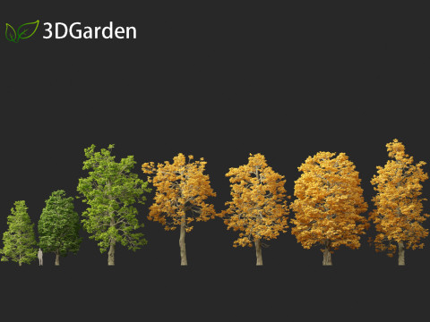 Tilia cordata - littleleaf linden 3D Model