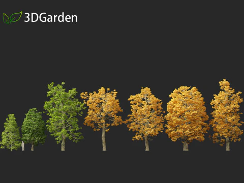 Tilia cordata - littleleaf linden 3D Model