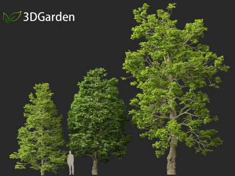Tilia cordata - littleleaf linden 3D Model
