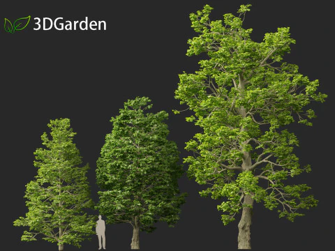 Tilia cordata - littleleaf linden 3D Model