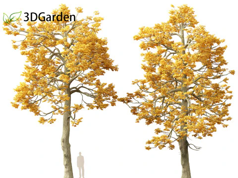 Tilia cordata - littleleaf linden 3D Model