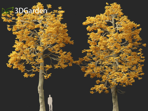 Tilia cordata - littleleaf linden 3D Model
