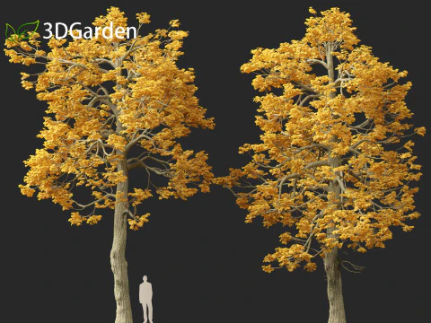 Tilia cordata - littleleaf linden 3D Model