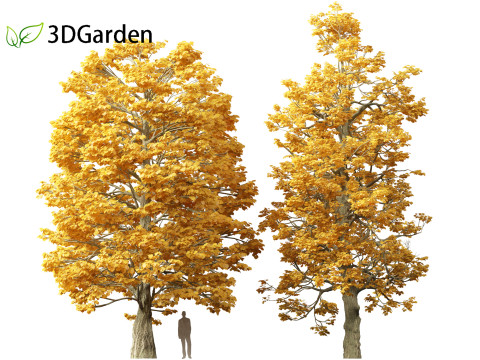 Tilia cordata - littleleaf linden 3D Model