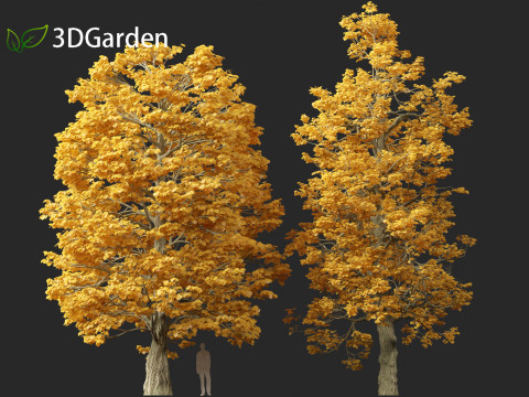 Tilia cordata - littleleaf linden 3D Model