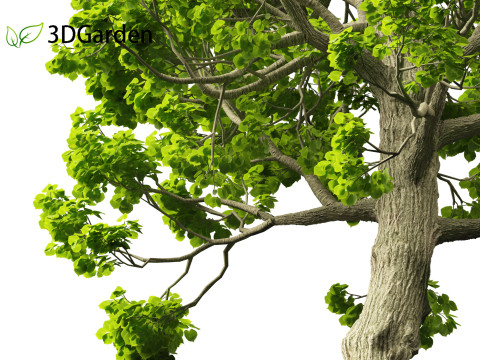 Tilia cordata - littleleaf linden 3D Model