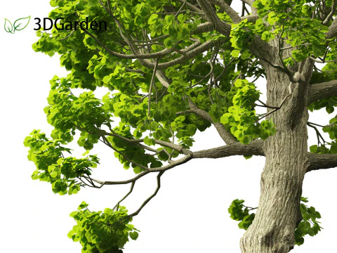Tilia cordata - littleleaf linden 3D Model