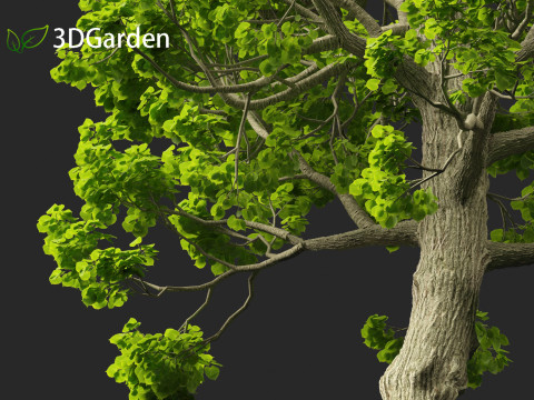 Tilia cordata - littleleaf linden 3D Model