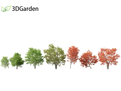 Quercus rubra - the northern red oak 3D Model