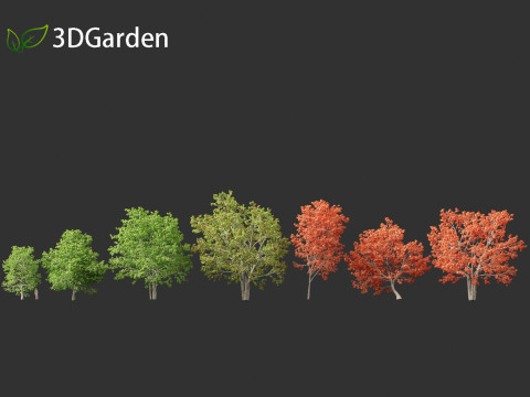 Quercus rubra - the northern red oak Modelo 3D