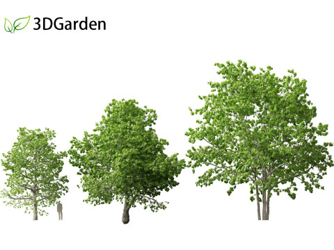 Quercus rubra - the northern red oak Modelo 3D
