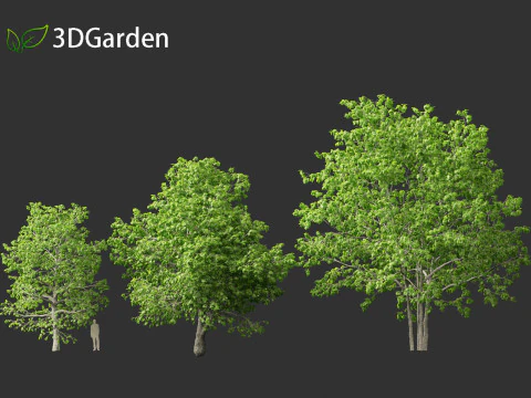 Quercus rubra - the northern red oak 3D Model