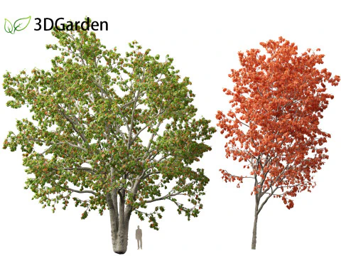 Quercus rubra - the northern red oak 3D Model