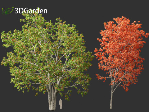 Quercus rubra - the northern red oak Modelo 3D