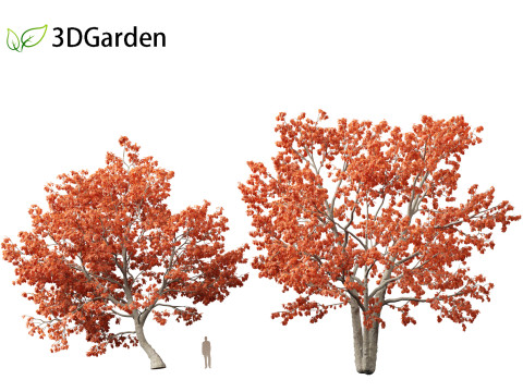 Quercus rubra - the northern red oak Modelo 3D
