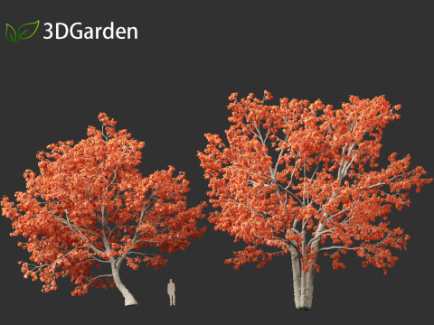 Quercus rubra - the northern red oak Modelo 3D