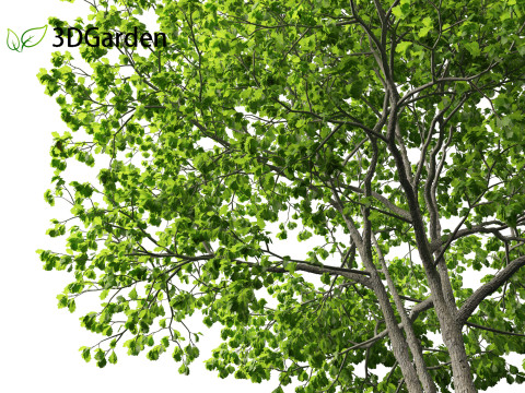 Quercus rubra - the northern red oak Modelo 3D