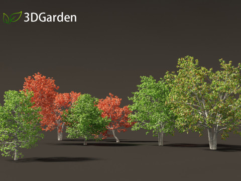 Quercus rubra - the northern red oak Modelo 3D