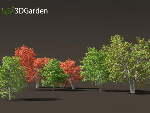 Quercus rubra - the northern red oak 3D Model