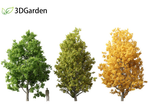 Quercus robur - English oak 3D 模型