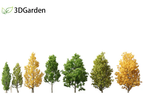 コナラ - イングリッシュオーク 3Dモデル