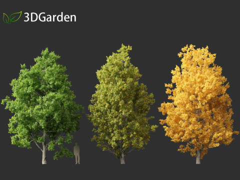 Quercus robur - English oak 3D 模型