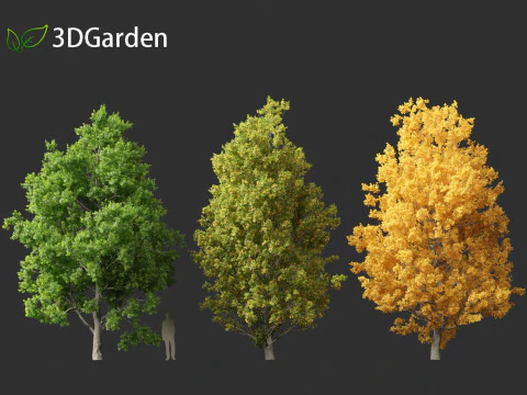 Quercus robur - English oak 3D Model