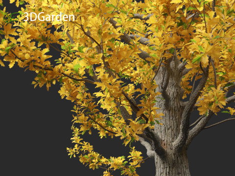 Quercus robur - English oak 3D 模型