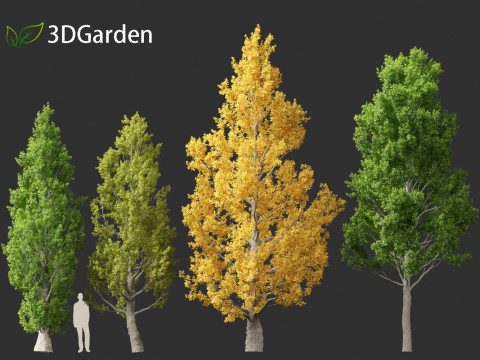 Quercus robur - English oak 3D 模型