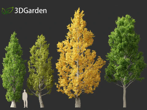 Quercus robur - English oak 3D Model