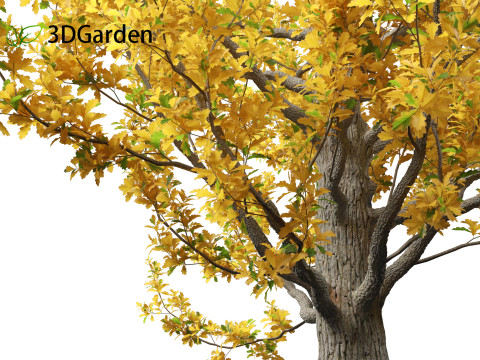 Quercus robur - English oak 3D 模型