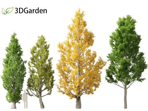Quercus robur - English oak 3D 模型