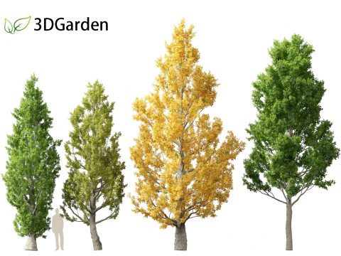 Quercus robur - English oak 3D Model
