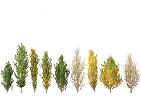 Populus nigra Lombardy poplar 3D Model