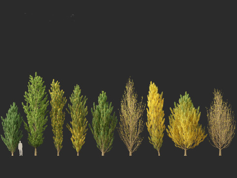 Populus nigra Lombardy poplar 3D Модель