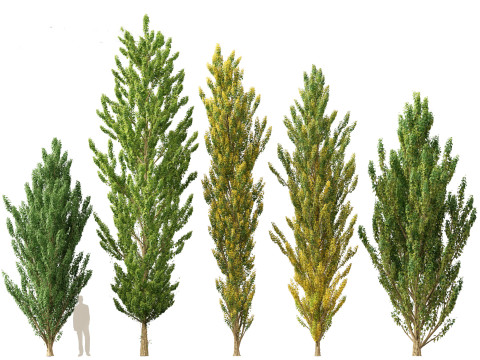Populus nigra Lombardy poplar 3D Модель