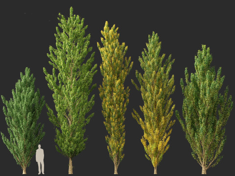 Populus nigra Lombardy poplar 3D Модель