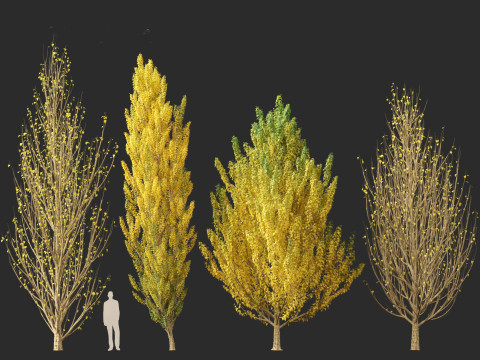 Populus nigra Lombardy poplar 3D Модель