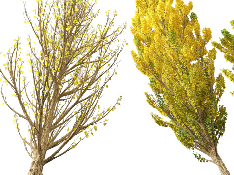 Populus nigra Lombardy poplar 3D Модель