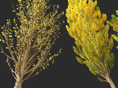 Populus nigra Lombardy poplar 3D Модель