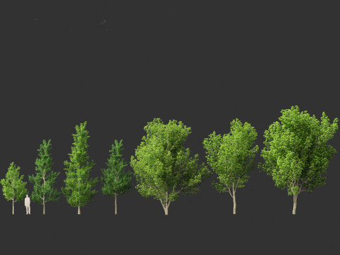 Liquidambar styraciflua - Sweet gum 3D 모델